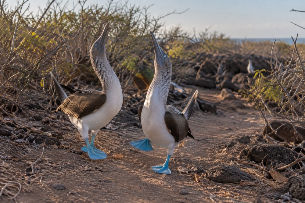 A booby pair in full courtship dance, feet skypointing, photographed close along the low trail through Palo Santo scrub on North Seymour in the Galapagos
