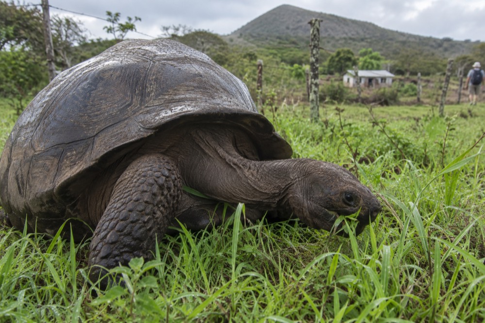 Grazing close in tall introduced grass on Floreana in the Galapagos, Ecuador, first cool morning light after rain, dew on its shell scutes