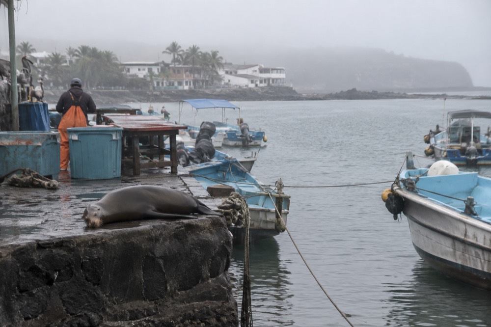 Garúa season morning in the Galapagos Islands, Ecuador: grey fine mist hangs over the harbour where wooden fishing boats sit on dark basalt