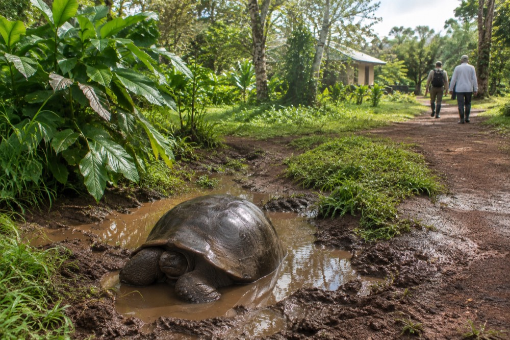 A warm-season shower just ended at the Galapagos Islands, Ecuador: rain beads on broad green highland leaves beside a muddy red-dirt trail