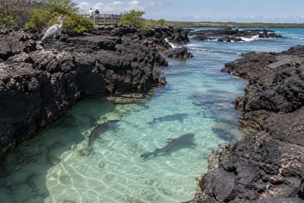 Late morning in the Galapagos Islands, Ecuador: white-tipped reef sharks rest in a shallow turquoise channel between jagged black lava ledges