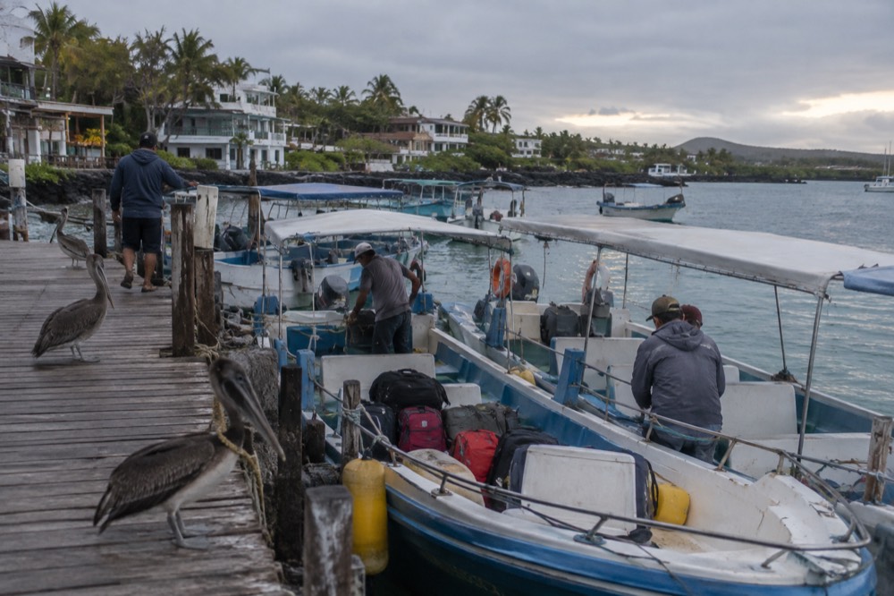 Lanchas idling at the fibreglass quay of Puerto Ayora, Ecuador, at first light, pilots coiling rope between hulls, luggage stacked in open bows