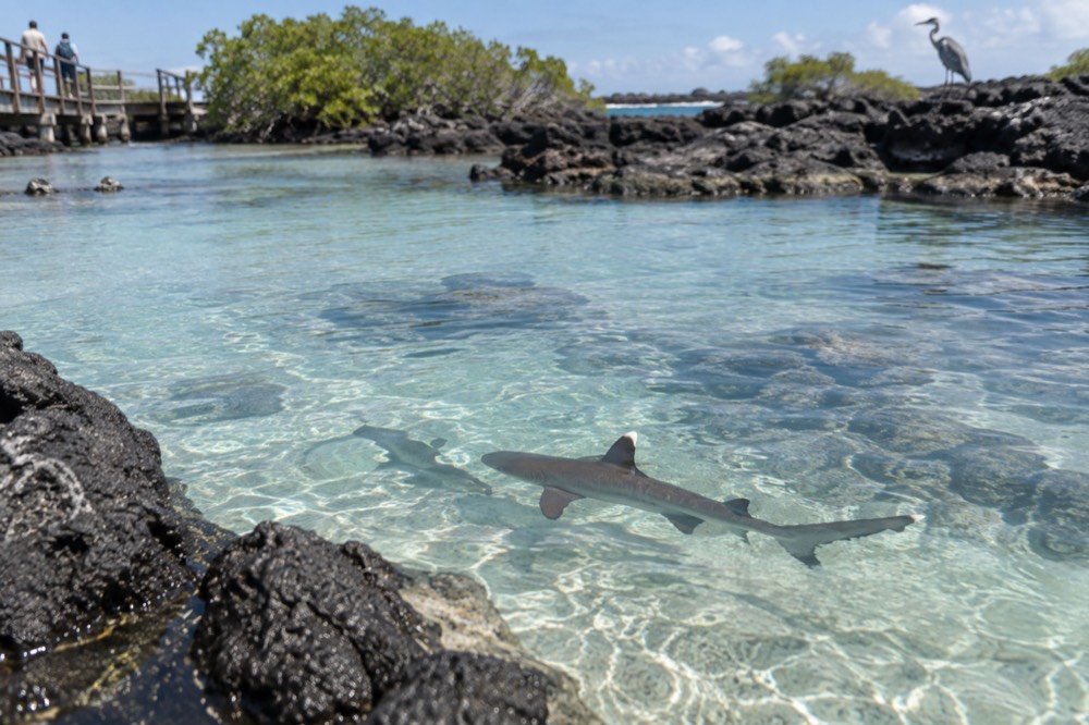 Bright midday on the white coral-sand channel of Las Tintoreras, Isabela, Galapagos, black lava shelf close in, heron blurred on the far rocks