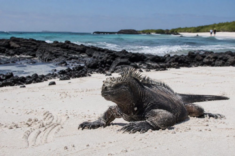 Late morning at Tortuga Bay, Santa Cruz, Galapagos, black volcanic rock edge and turquoise surf soft behind, bright sun