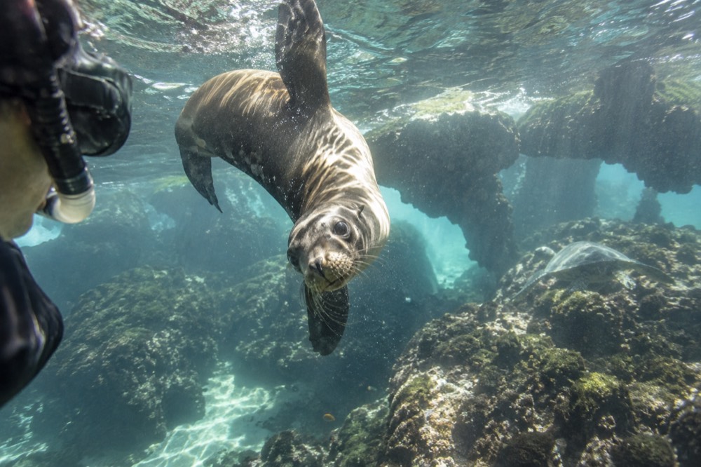 A juvenile sea lion twisting underwater beside a snorkeler's mask at Los Túneles, Galapagos Islands, Ecuador