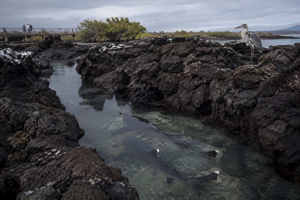 White-tipped reef sharks resting in a narrow lava channel at Las Tintoreras, Isabela, Galapagos Islands, Ecuador