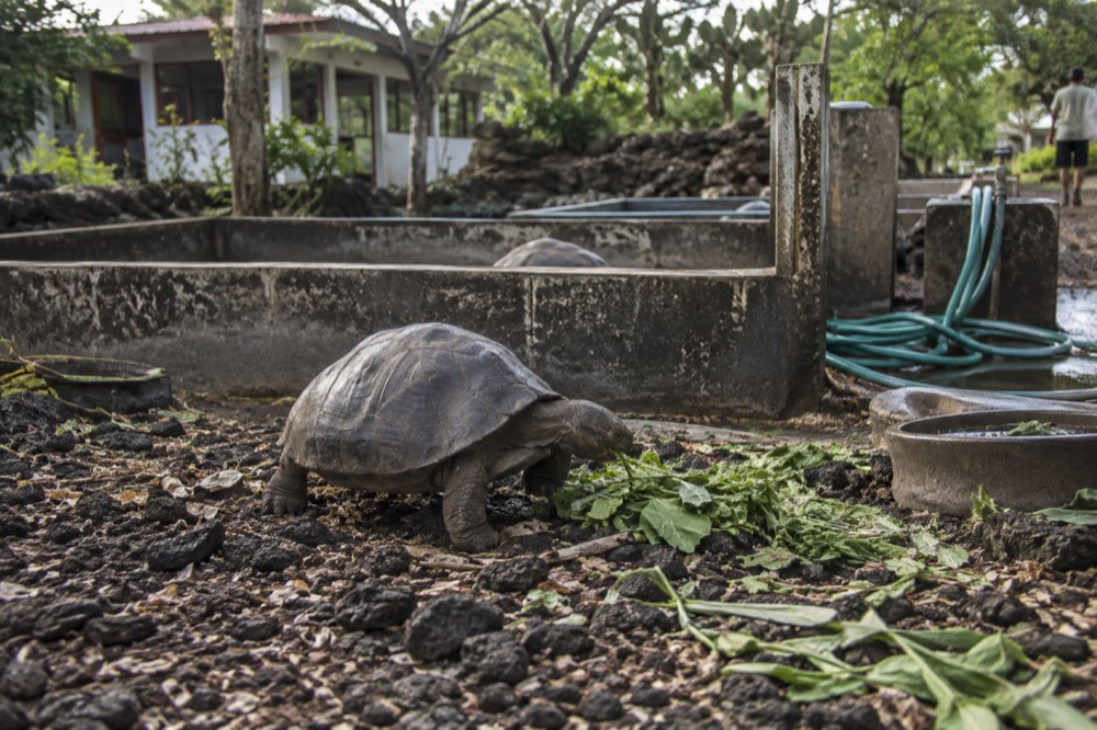 Morning light over a low concrete hatchery pen at the Charles Darwin Research Station in the Galapagos Islands, Ecuador