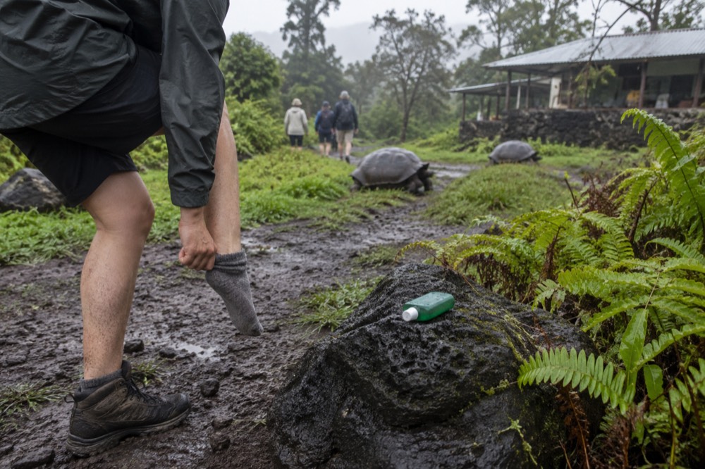 Ankles in view, as a hiker in the Santa Cruz highlands pulls a sock over bug-sprayed skin beside a muddy trail at El Chato Tortoise Reserve