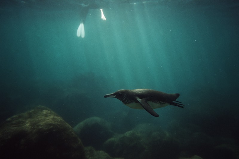 Pinzón And La Fé Full Snorkel