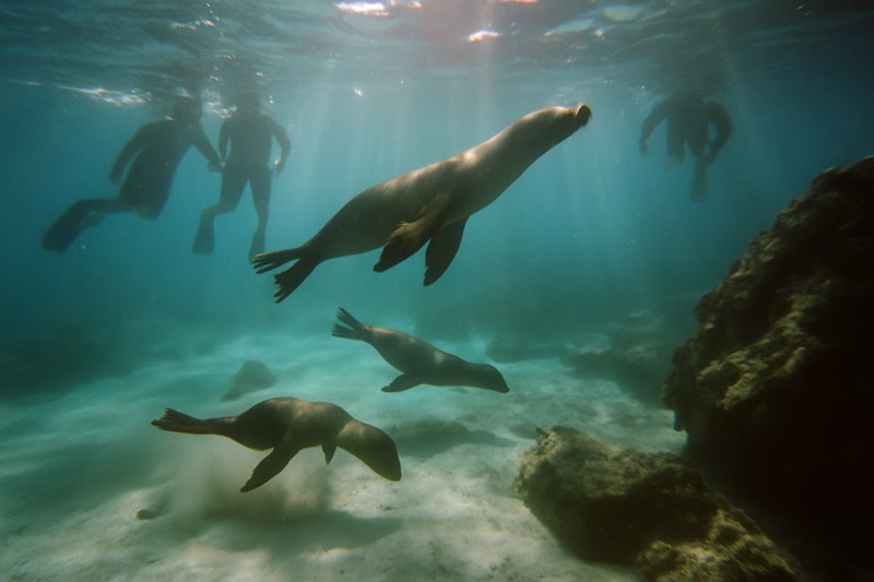 Santa Fe Snorkel From Puerto Ayora