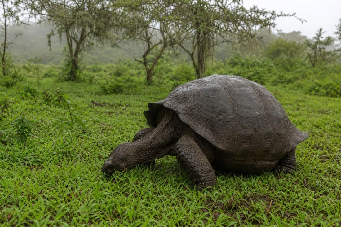 Meet a 150-Year-Old Giant Tortoise in the Galapagos Highlands